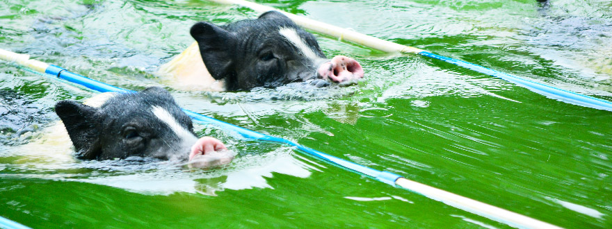 荷兰跳水明星惊艳亮相，翩翩起舞